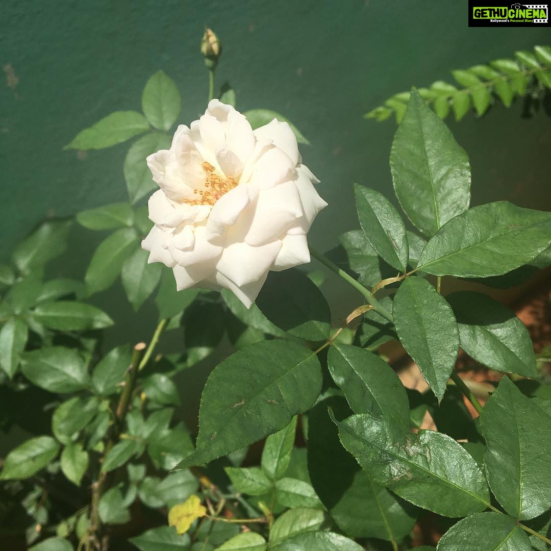 Ishika Singh Instagram - Morning everyone .... let's shine like this flower and bloom out of silly issues :) good day 👍🏻👍🏻👍🏻