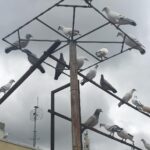 Ishika Singh Instagram – My sister in laws dad … gives shelter to almost 200 pigeons in his home Kukatpally ! Kudos to his passion #piegonlover #piegonisland #hyderabadbirds #hyderabadbirdingpals #piegonsinhome #peigonshooting