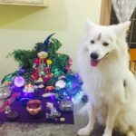 Ishika Singh Instagram - Happy ganesh Chaturthi to u from my baby damroo#damroo #doglovers #doglove #petlove #petlovers #ganeshotsav #happyganeshchaturthi🙏