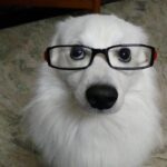Ishika Singh Instagram - Missing mr nerd 🤓 #damroo #nerddog #doglove #doglovers #damroo