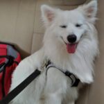 Ishika Singh Instagram – Love u to moon and back …. love u crazily #lovedogs #doglovers #doglove #dog🐶 #petlove #pet🐶 #pawsome #indianspitz #indianspitzdog #indianspitzofinstagram