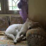 Ishika Singh Instagram - He sleeps like lord ... #dog🐶 #doglovers #doglove #pet🐶 #pet🐾 #petlove #pawsome #damroo