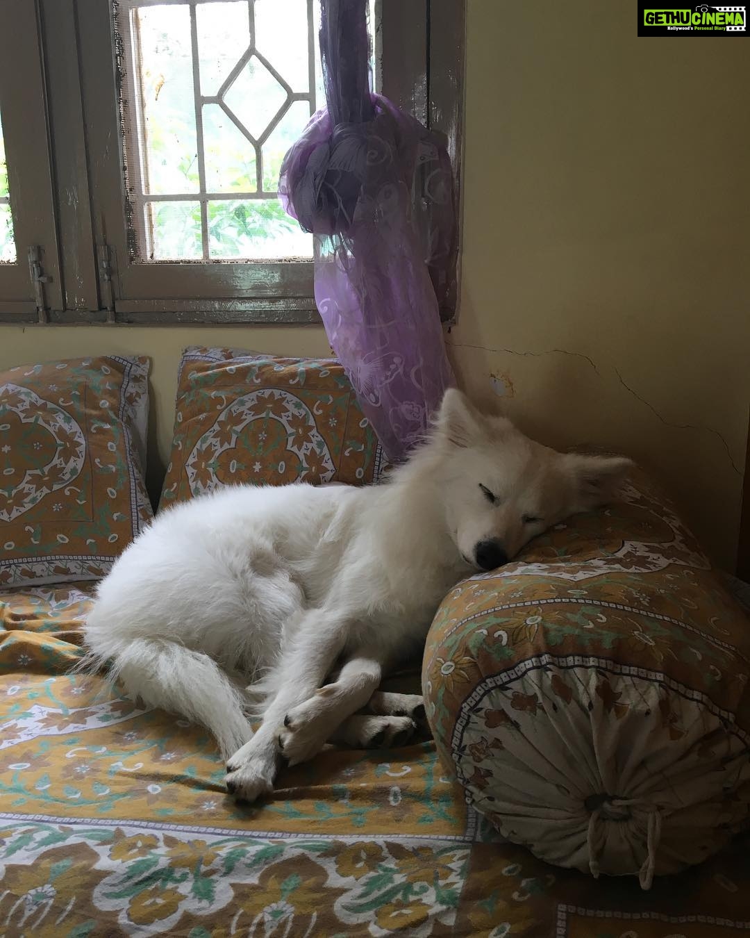 Ishika Singh Instagram - He sleeps like lord ... #dog🐶 #doglovers #doglove #pet🐶 #pet🐾 #petlove #pawsome #damroo