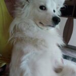 Ishika Singh Instagram – My puppy is all grown up now … #puppydog #puppylove #pet🐶 #petlove #pet🐾 #pawsome #doglovers