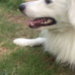 Ishika Singh Instagram - #dog🐶 #doglovers #doglove #dogspurpose #petlove #pet🐶 #pet🐾 #damroo