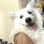 Ishika Singh Instagram - Isn't he cute ???? #puppylove🐶 #puppydog #doglove #doglovers #dog🐶 #damroo