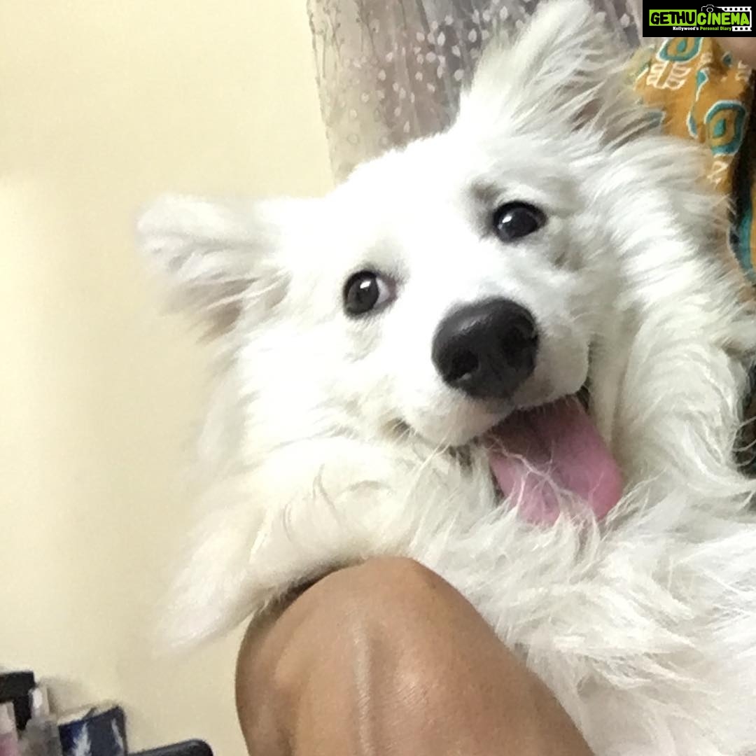 Ishika Singh Instagram - Isn't he cute ???? #puppylove🐶 #puppydog #doglove #doglovers #dog🐶 #damroo