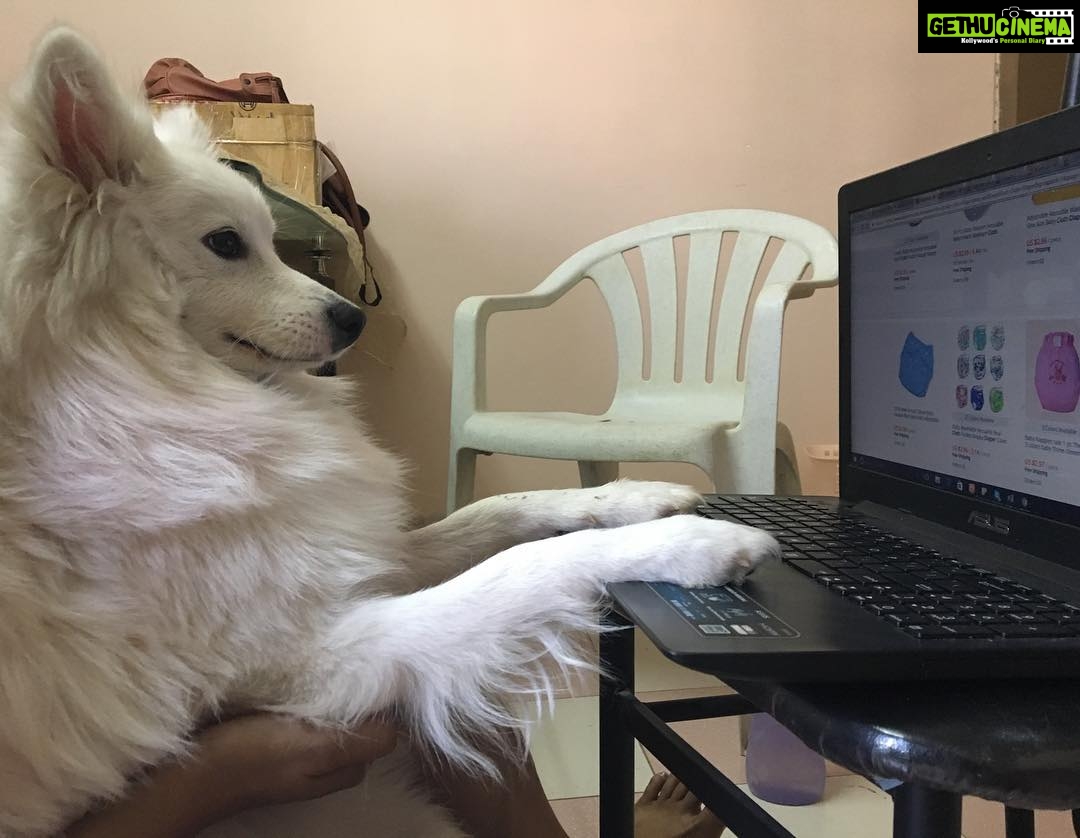 Ishika Singh Instagram - My boss at work #puppylove #puppydog #doglovers #doglove #damroo