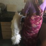 Ishika Singh Instagram – When they both prepare Meal for me #damroo #puppydog #doglove #puppylove #doglovers #lovemydog who said dogs can’t cook ? #cooking #dogcookingameal