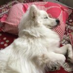 Ishika Singh Instagram – My sheer … love u the most #damroo #puppydog #petlovers #puupylove #doglovers #dog🐶❤#petlove