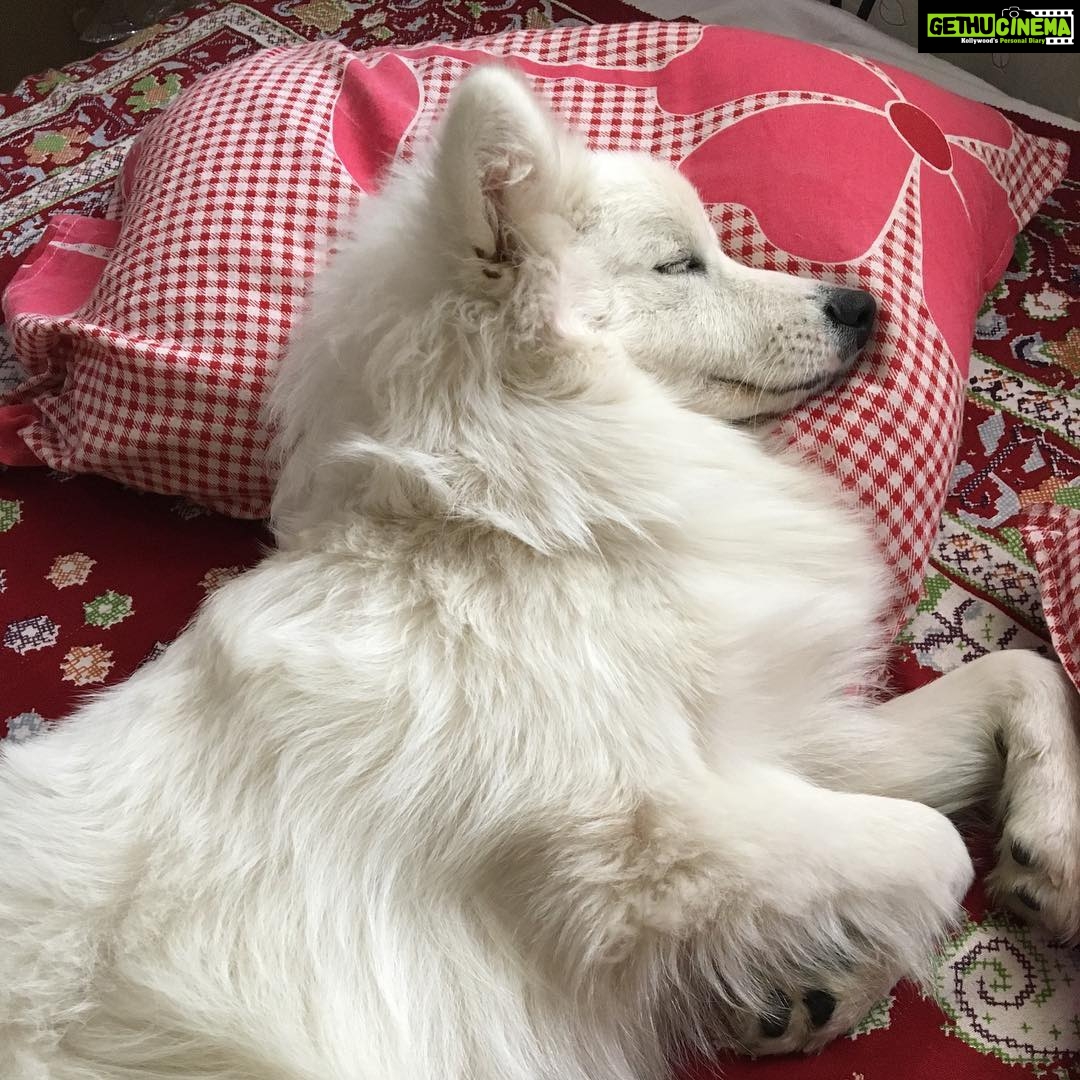 Ishika Singh Instagram - My sheer ... love u the most #damroo #puppydog #petlovers #puupylove #doglovers #dogš¶ā¤#petlove