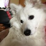 Ishika Singh Instagram - My sweetheart ..... so innocent #puppydog #damroo #petlovers #pet🐱 #doglovers #dog🐶❤