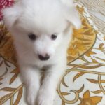 Ishika Singh Instagram - He was like this and now he is bigger than me ...#puppylove #puppydog #damroo