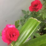 Ishika Singh Instagram – Amid all the ups and downs in my life … running around , managing work , changing diapers n lots more which I can’t type in here .. this morning my garden gave me a wonderful surprise …. Smile on my face and twinkle 🤩 in eyes when I saw these roses at once !! Truly feel blessed and thank god #roses🌹 #roseflower #roseslover #gardenroses #gardening #garden #gardenlove #lawnrose #peaceofmind #twinkleinmyeye