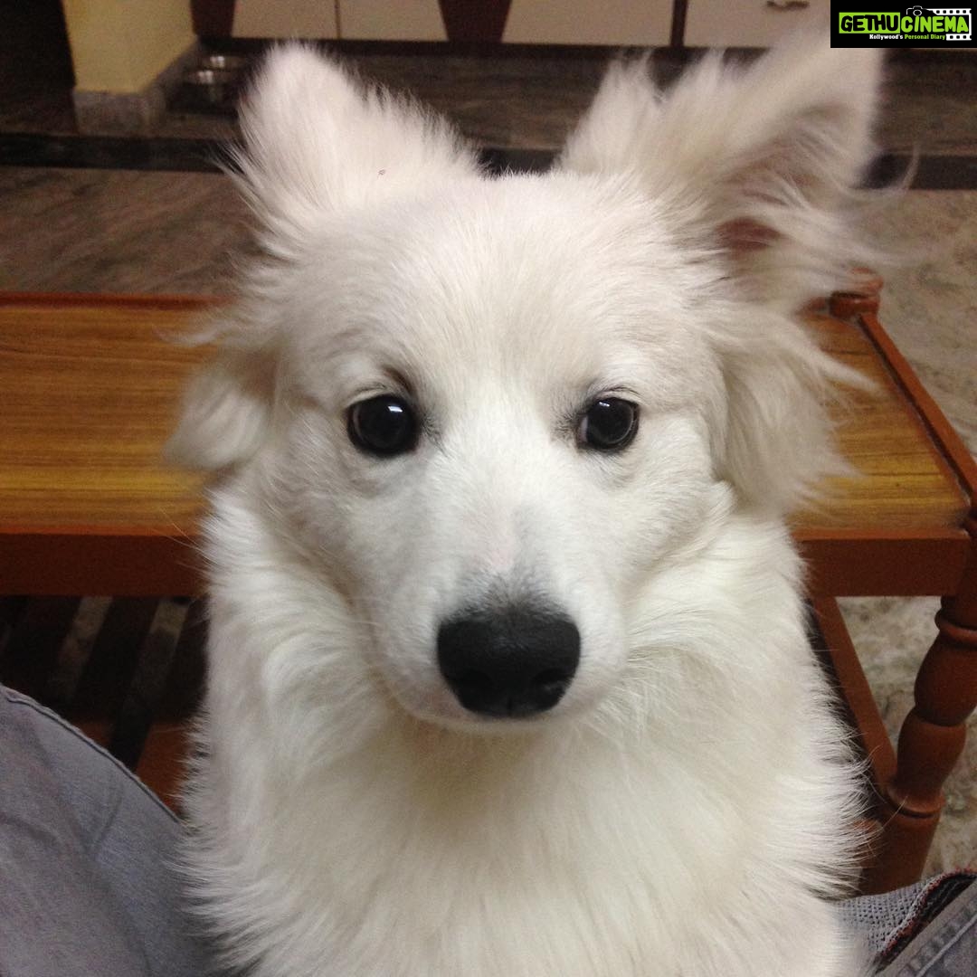 Ishika Singh Instagram - He means the world to me ... #damroo #petlovers #doglovers #pet