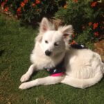 Ishika Singh Instagram - My champ #petlovers #dogslover #dogs