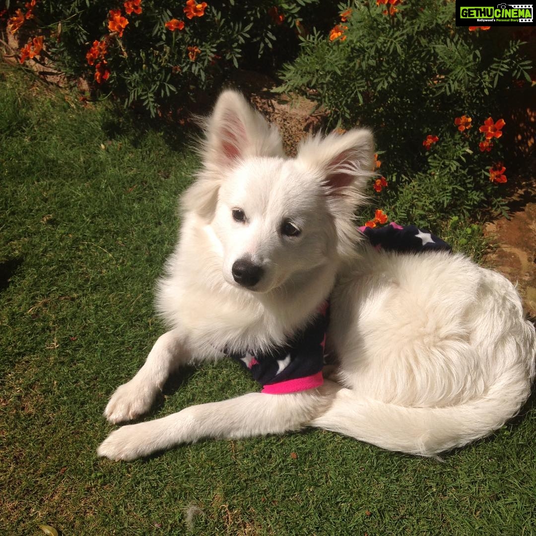 Ishika Singh Instagram - My champ #petlovers #dogslover #dogs