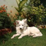Ishika Singh Instagram - #puppy🐶 #puppy❤️ #dogslover