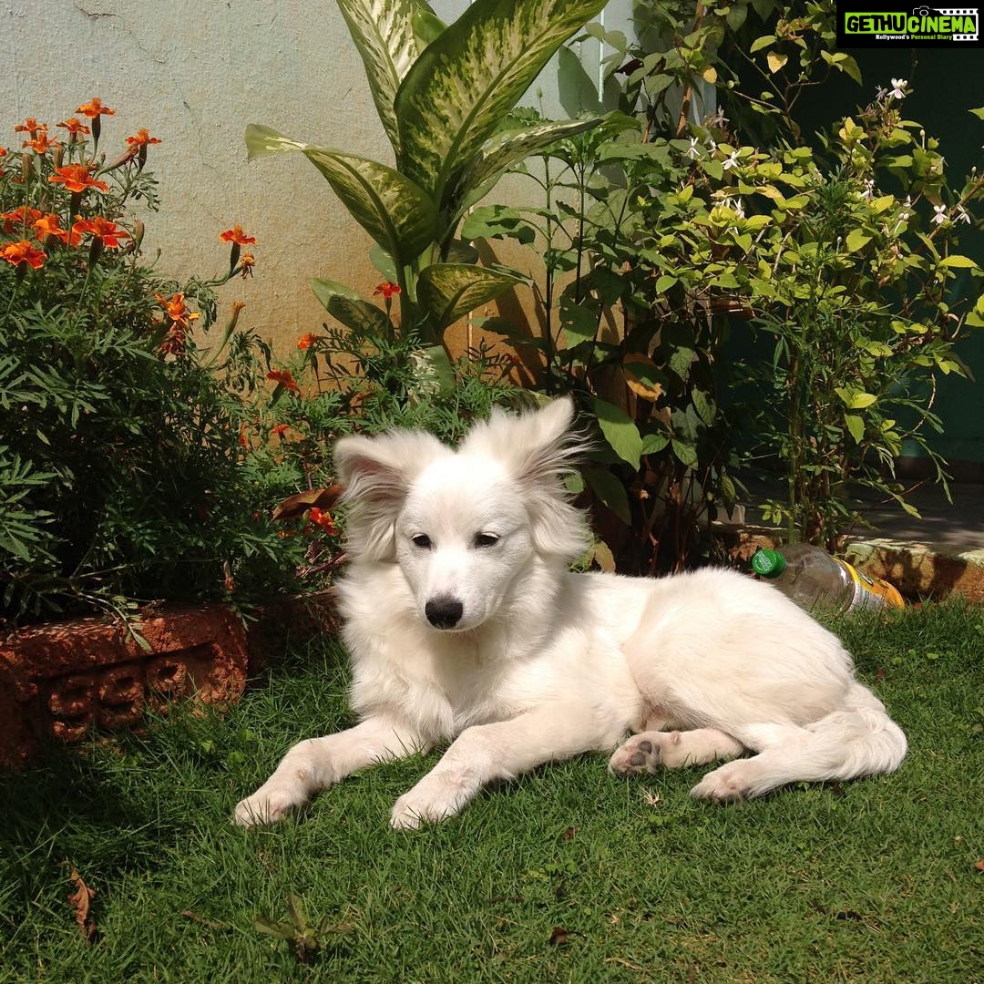 Ishika Singh Instagram - #puppy🐶 #puppy❤️ #dogslover
