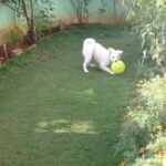 Ishika Singh Instagram - Playtime #puppylove #puppy🐶 #pet #playful #petlovers