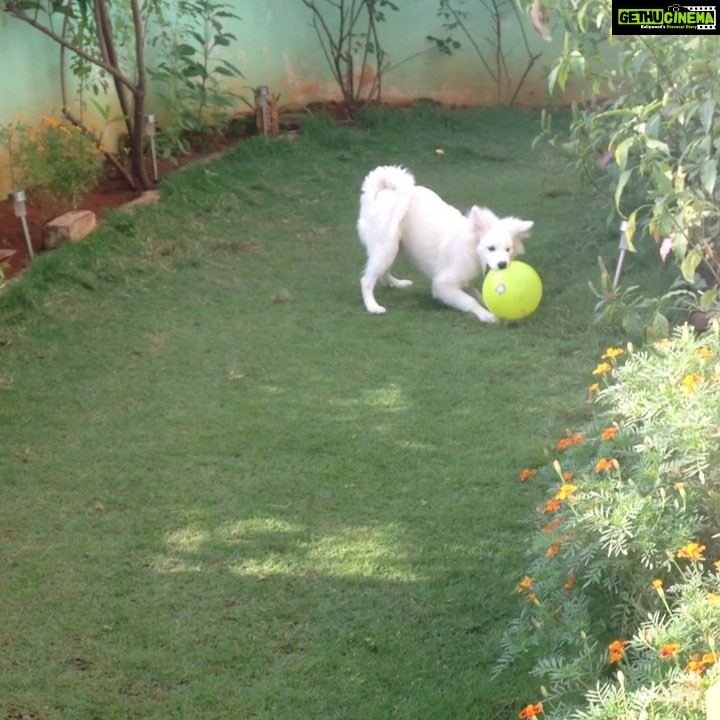 Ishika Singh Instagram - Playtime #puppylove #puppy🐶 #pet #playful #petlovers