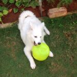 Ishika Singh Instagram - Playtime #petlovers #pet #puppylove #puppy🐶 #playful