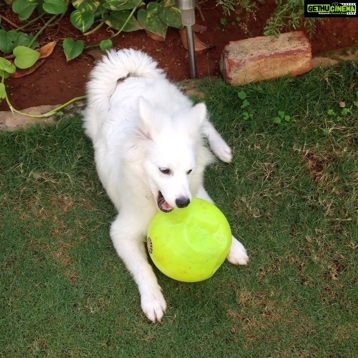 Ishika Singh Instagram - Playtime #petlovers #pet #puppylove #puppy🐶 #playful