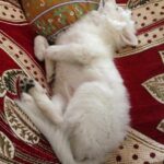 Ishika Singh Instagram – This is how royally my dog sleeps … #pet #puppy🐶 #petlovers #puppylove