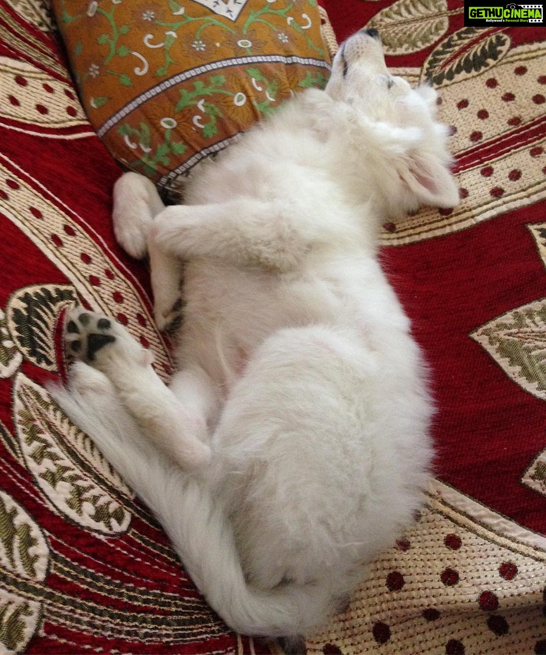 Ishika Singh Instagram - This is how royally my dog sleeps ... #pet #puppy🐶 #petlovers #puppylove