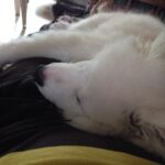 Ishika Singh Instagram - The entire city is flooding and he is taking a cool strong nap ! #puppylife #puppylovee