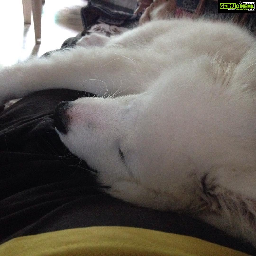 Ishika Singh Instagram - The entire city is flooding and he is taking a cool strong nap ! #puppylife #puppylovee