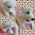 Ishika Singh Instagram - My dog is so hygienic #pet #petlover #puppylove #petparent
