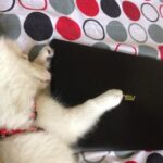 Ishika Singh Instagram – My pet after working so much on his laptop ..#pet🐶 #petworking #dogworking