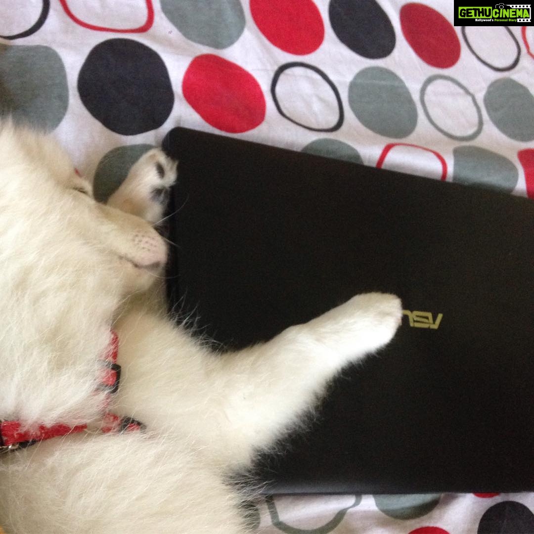 Ishika Singh Instagram - My pet after working so much on his laptop ..#pet🐶 #petworking #dogworking