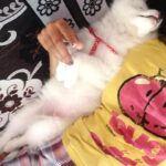 Ishika Singh Instagram - This is how my doggy sleeps ... #petlovers #pet #puppylove #puppydog #puppy🐶 #pomeranian