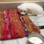 Ishika Singh Instagram - This little one in my life is changing me .... Love u puppy ( yet to be named )