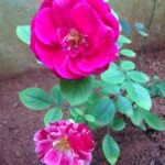 Ishika Singh Instagram - Roses in my garden
