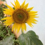 Ishika Singh Instagram – Surajmukhi #sunflower #sunflowerlove #sunflower🌻