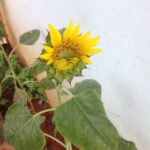 Ishika Singh Instagram - Half sunflower ....#sunflower #gardening #garden #flower