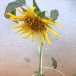 Ishika Singh Instagram - Sunflower in my garden I know it's blurr but it's k