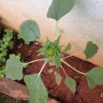Ishika Singh Instagram - Waiting for the sunflower to bloom