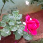 Ishika Singh Instagram - Rose