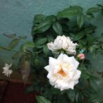 Ishika Singh Instagram - White rose in my garden