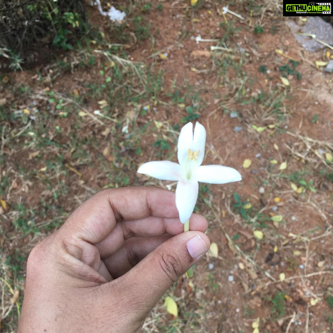 Ishika Singh Instagram - Can anyone enlighten me about this flower ? Name ... in Hindi, English or Telugu ... it smells divine... I am in love with them and I think they start flowering in sep - oct . Tree 🌲 of this flower is so huge ... tall and they generally drop down . #flowerlover #floweringtree #floweringseason💐 #loveflowers #whiteflower #whiteflowers #lovelyflowers #simplepleasures #lovemyeveningwalk #walkingtrails