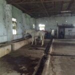Ishika Singh Instagram - Horse stable