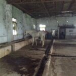 Ishika Singh Instagram – Horse stable