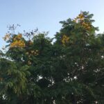 Ishika Singh Instagram – And the name is …. Yellow flame 🔥 tree 🌲 surrounded by greens 🥬 and loving 🥰 every minute of it #yellowflame #yellowflametreeflowers #yellowflowers🌼 #tressaround