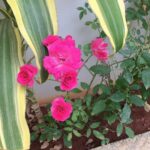 Ishika Singh Instagram – Roses 🌹 bloom in my garden … #rosesinmygarden #roses #flowerlover #gardening #homegardening