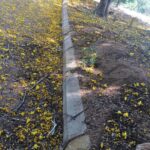 Ishika Singh Instagram - carpet of yellow flowers 💐... dil ko sukoon mila #yellowflowers🌼 #yellowflowers #flowersonground