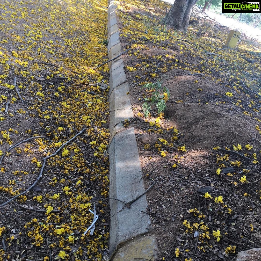 Ishika Singh Instagram - carpet of yellow flowers 💐... dil ko sukoon mila #yellowflowers🌼 #yellowflowers #flowersonground